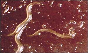 Nematode worms