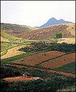 Vietnam coffee fields