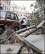 Uprooted tree on The Strand