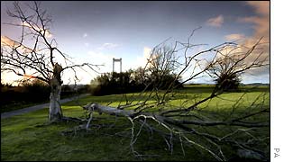 Tree lays on ground at Severn Bridge near Bristol