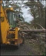 Tree damaged in storms 