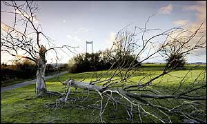 Fallen tree near Bristol