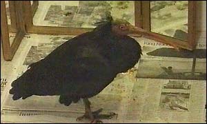 Bald Ibis