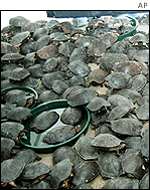 Asian black marsh turtles