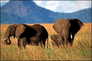 African elephants, Ifaw