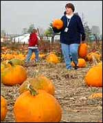 Pumpkin patch (pick your own) at the Krause farm