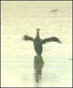 Cormorants
