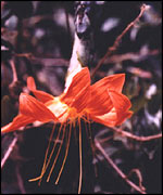 Mutisia magnifica, C. Ulloa, Missouri Botanical Garden