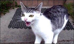 Snarling cat