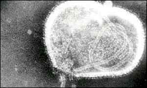 flu virus