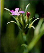 The plant has a delicate pink flower