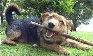 Dog with stick