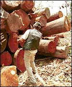 A pile of illegally hewn mahogany