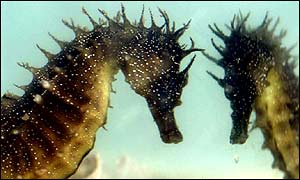 A seahorse reflected in the glass of an aquarium