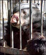 A caged black bear