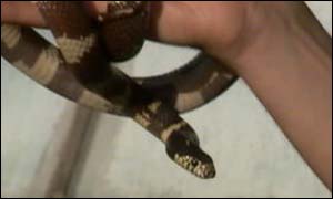 California King Snake 