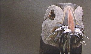 A puffin with a beak full of fish