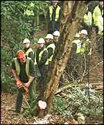 Trees being cut down