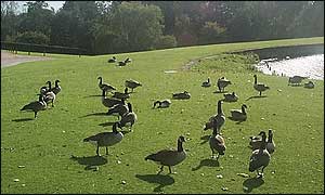 Canada geese