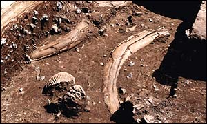 Mammoth remains (PA)