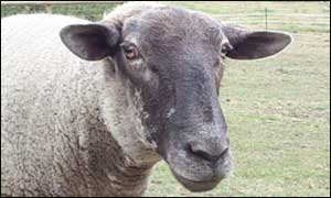 File photo of sheep