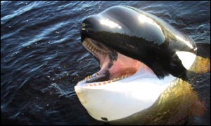 Keiko, star of the Free Willy films