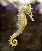 Seahorse