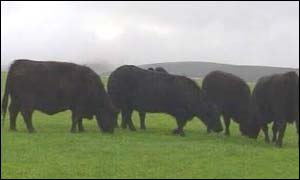 Welsh Black cattle