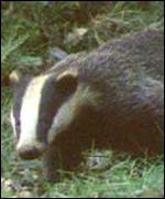 Badger