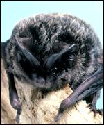 Barbastelle bat (Photo: Norfolk Bat Group)