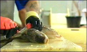 Cod is prepared by processors