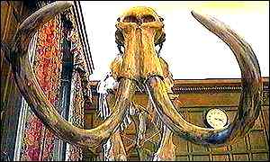 A mammoth skeleton