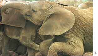 Kenyan orphan elephant