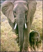 African elephants 