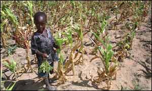 Poor maize crop