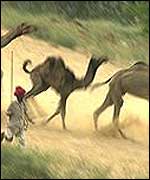 Scene at a previous fair