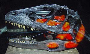 Image of dinosaur's skull