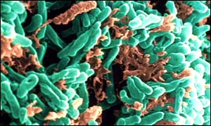 Tuberculosis bacteria