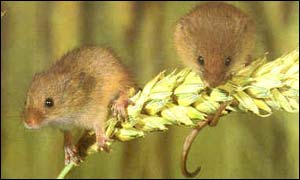 Harvest mouse