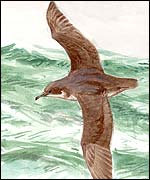 Baleric shearwater
