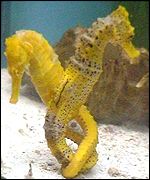 Seahorses