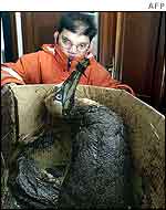 Boy displays polluted seabird 