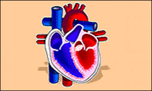 Diagram of human heart
