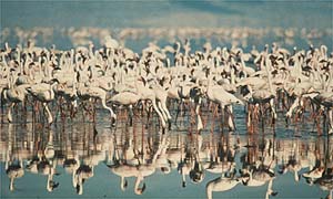 Lesser flamingo, Wildlife Clubs Kenya