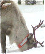 Reindeer eating
