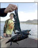An oiled seabird in north west spain 