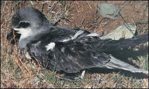 The Zino's petrel, F Zino/FCP