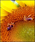 bees on sunflower