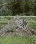 Beaver lodge