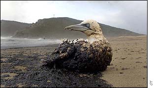An oil-soaked bird sits on the beach of Mar de Fora near Finisterre, northern Spain